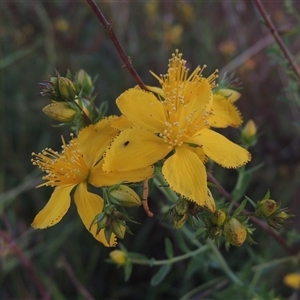 Hypericum perforatum at Hume, ACT - 10 Feb 2024