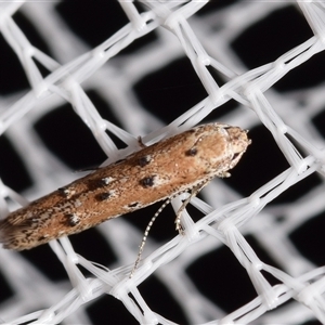 Elachista (genus) at Jerrabomberra, NSW - suppressed