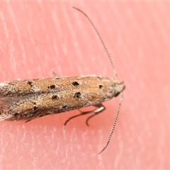 Leptozestis and Trachydora (genera) at Jerrabomberra, NSW - suppressed