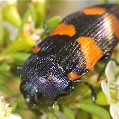 Castiarina klugii (Jewel beetle) at Tinderry, NSW - 8 Jan 2025 by Harrisi