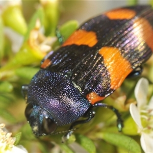 Castiarina klugii at Tinderry, NSW - suppressed