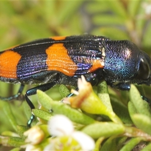 Castiarina klugii at Tinderry, NSW - suppressed