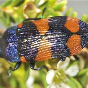 Castiarina klugii at Tinderry, NSW - suppressed