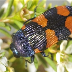 Castiarina klugii at Tinderry, NSW - suppressed