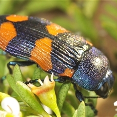 Castiarina klugii at Tinderry, NSW - suppressed