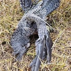 Callocephalon fimbriatum (Gang-gang Cockatoo) at Deakin, ACT - 9 Jan 2025 by Steve818