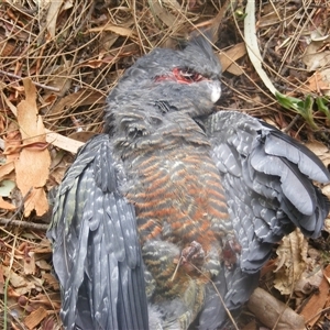 Callocephalon fimbriatum at Deakin, ACT - 1 Jan 2007