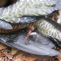 Callocephalon fimbriatum at Deakin, ACT - 1 Jan 2007