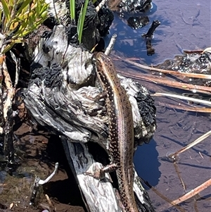 Eulamprus tympanum (Southern Water Skink) at Cotter River, ACT by nathkay