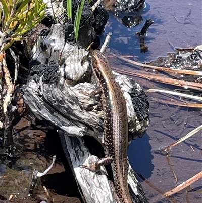 Eulamprus tympanum (Southern Water Skink) at Cotter River, ACT - 28 Nov 2024 by nathkay