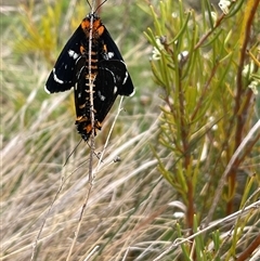 Agaristinae (subfamily) (A Day-Flying Moth) at Cotter River, ACT - 28 Nov 2024 by nathkay