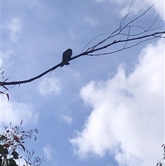 Dicrurus bracteatus (Spangled Drongo) at Kungala, NSW - 9 Jan 2025 by donnanchris