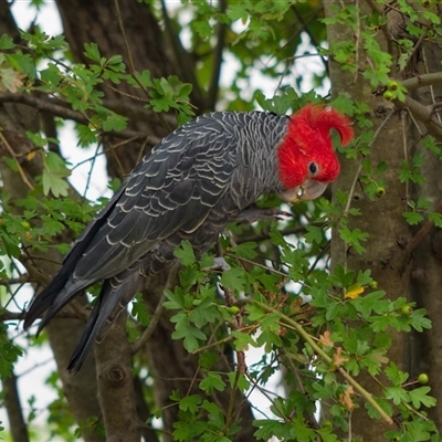 Callocephalon fimbriatum (Gang-gang Cockatoo) at Downer, ACT - 10 Jan 2025 by RobertD