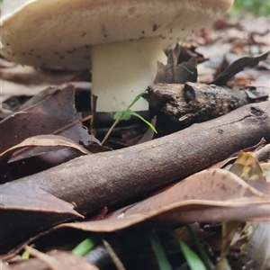 Unidentified Fungus at Berry, NSW by Logrunners