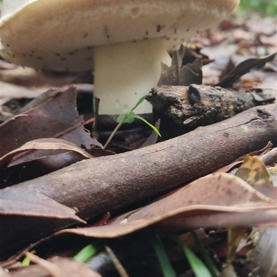 Unidentified Fungus at Berry, NSW - 9 Jan 2025 by Logrunners