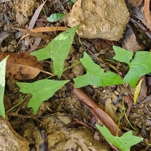 Calystegia marginata at Bellawongarah, NSW - 9 Jan 2025 05:57 PM