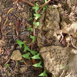 Calystegia marginata at Bellawongarah, NSW - 9 Jan 2025 05:57 PM