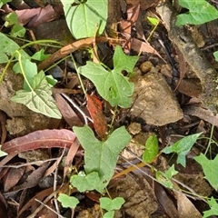 Calystegia marginata at Bellawongarah, NSW - 9 Jan 2025 05:57 PM