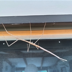 Unidentified Stick insect (Phasmatodea) at Latham, ACT - 10 Jan 2025 by BenHarvey