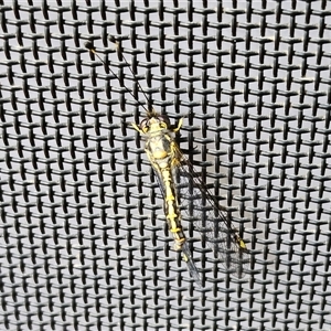 Suhpalacsa flavipes (Yellow Owlfly) at Hawker, ACT by sangio7