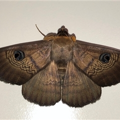 Dasypodia selenophora (Southern old lady moth) at Harrison, ACT - 9 Jan 2025 by Wildbark