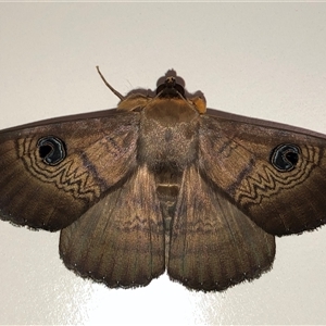 Dasypodia selenophora (Southern old lady moth) at Harrison, ACT by Wildbark