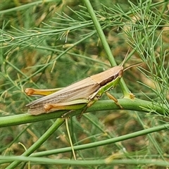 Bermius brachycerus (A grasshopper) at O'Malley, ACT - 10 Jan 2025 by Mike