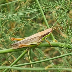 Bermius brachycerus at O'Malley, ACT - 10 Jan 2025 09:01 AM