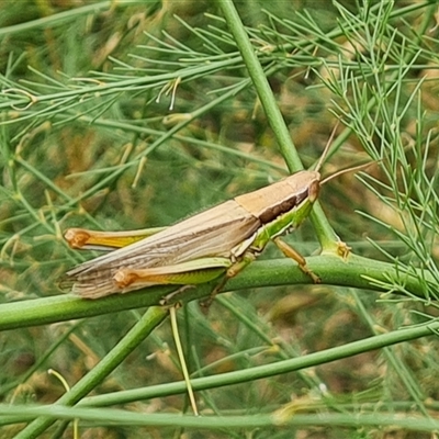 Bermius brachycerus (A grasshopper) at O'Malley, ACT - 10 Jan 2025 by Mike