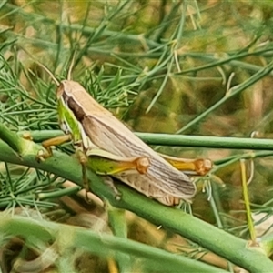 Bermius brachycerus at O'Malley, ACT - 10 Jan 2025 09:01 AM