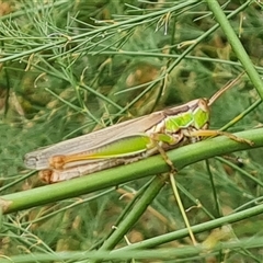 Bermius brachycerus at O'Malley, ACT - 10 Jan 2025 09:01 AM