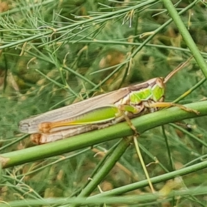 Bermius brachycerus at O'Malley, ACT - 10 Jan 2025 09:01 AM