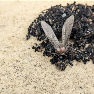 Trigonocyttara clandestina (Less-stick Case Moth) at Franklin, ACT by chriselidie