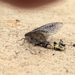 Trigonocyttara clandestina at Franklin, ACT - suppressed