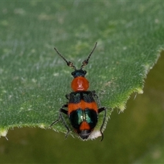 Dicranolaius bellulus (Red and Blue Pollen Beetle) at Murrumbateman, NSW - 10 Jan 2025 by amiessmacro