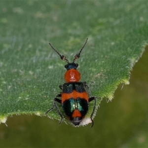 Dicranolaius bellulus at Murrumbateman, NSW - suppressed