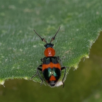 Dicranolaius bellulus (Red and Blue Pollen Beetle) at Murrumbateman, NSW - 9 Jan 2025 by amiessmacro