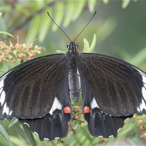 Papilio aegeus (Orchard Swallowtail, Large Citrus Butterfly) at Symonston, ACT by rawshorty