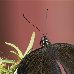 Papilio aegeus at Symonston, ACT - 9 Jan 2025 01:29 PM