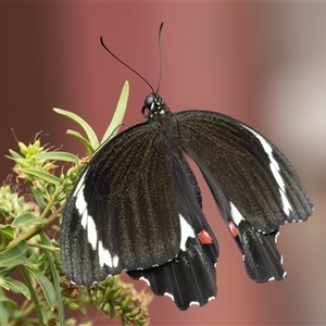 Papilio aegeus at Symonston, ACT - 9 Jan 2025 01:29 PM