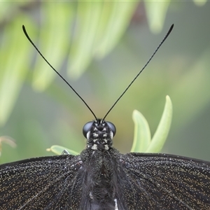 Papilio aegeus at Symonston, ACT - 9 Jan 2025 01:29 PM