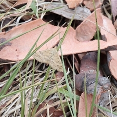 Scopula rubraria (Reddish Wave, Plantain Moth) at Lyons, ACT - 10 Jan 2025 by ran452