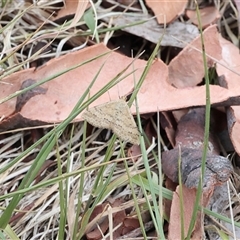 Scopula rubraria at Lyons, ACT - 10 Jan 2025 09:31 AM