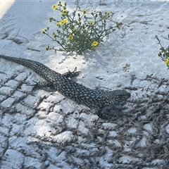 Unidentified Skink at Meru, WA - 25 Sep 2024 by GG