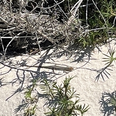 Unidentified Skink at Houtman Abrolhos, WA - 25 Sep 2024 by GG