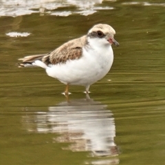 Charadrius melanops (Black-fronted Dotterel) at Dunlop, ACT - 9 Jan 2025 by Thurstan