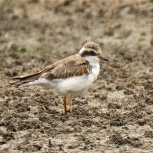 Charadrius melanops at Dunlop, ACT - 10 Jan 2025 10:22 AM