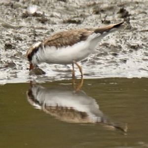 Charadrius melanops at Dunlop, ACT - 10 Jan 2025 10:22 AM