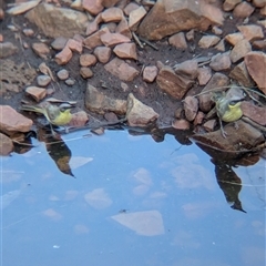 Ptilotula keartlandi (Grey-headed Honeyeater) at Lake Mackay, NT - 1 Jan 2025 by Darcy