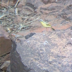 Ptilotula keartlandi at Lake Mackay, NT - 1 Jan 2025 06:05 PM